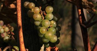 Confronto vino biodinamico e biologico