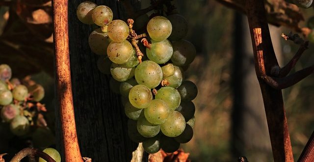 Confronto vino biodinamico e biologico